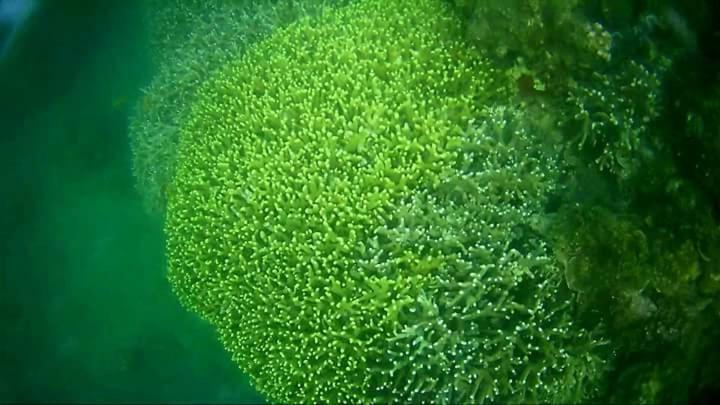 Coco Cabana Romblon Agpanabat Luaran gambar